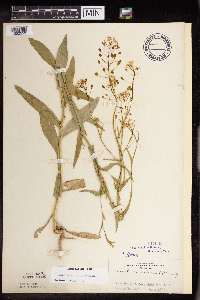 Camelina sativa image