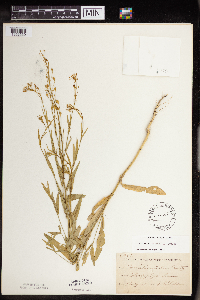 Camelina sativa image