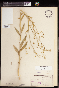 Camelina sativa image