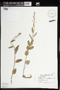 Cardamine bulbosa image