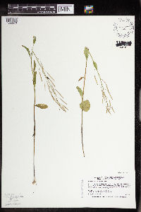 Cardamine bulbosa image