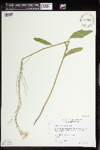 Cardamine bulbosa image