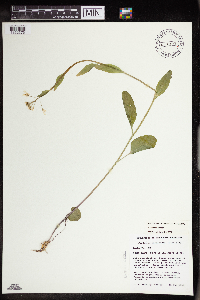 Cardamine bulbosa image