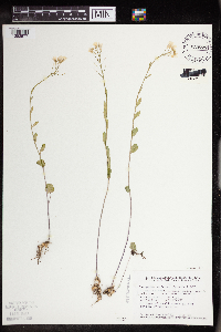 Cardamine bulbosa image