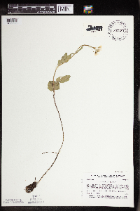 Cardamine bulbosa image