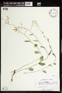 Cardamine bulbosa image