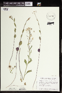 Cardamine bulbosa image