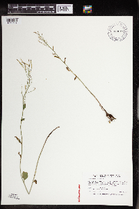 Cardamine bulbosa image