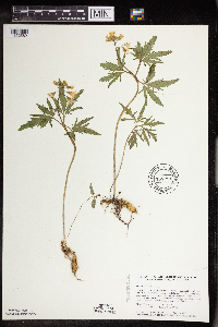 Cardamine concatenata image