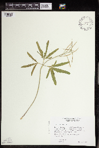 Cardamine concatenata image