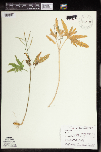 Cardamine concatenata image