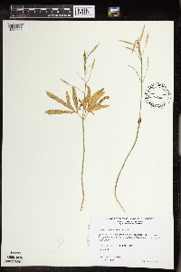 Cardamine concatenata image
