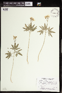 Cardamine concatenata image