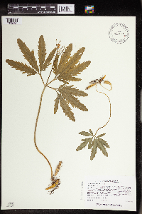 Cardamine concatenata image