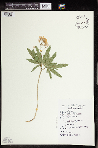 Cardamine concatenata image