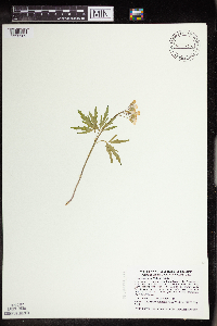 Cardamine concatenata image