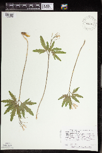 Cardamine concatenata image