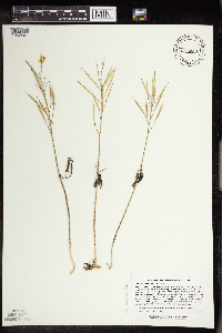 Cardamine concatenata image