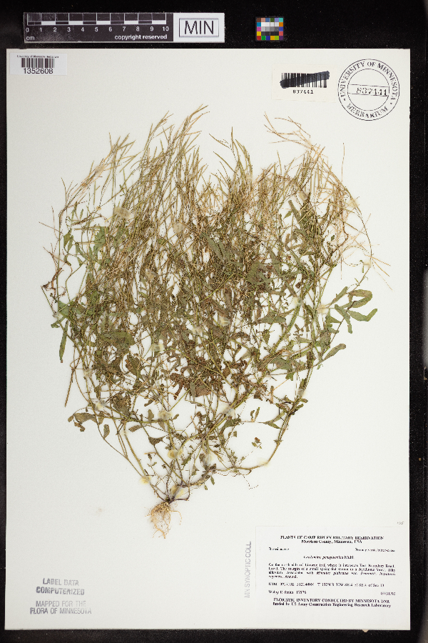 Cardamine pensylvanica image