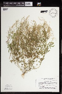 Cardamine pensylvanica image