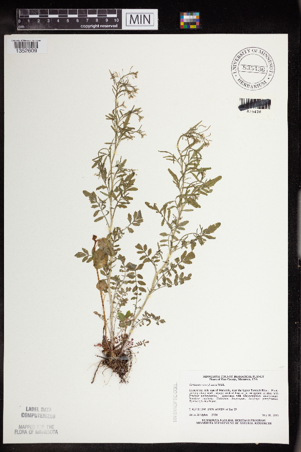 Cardamine pensylvanica image