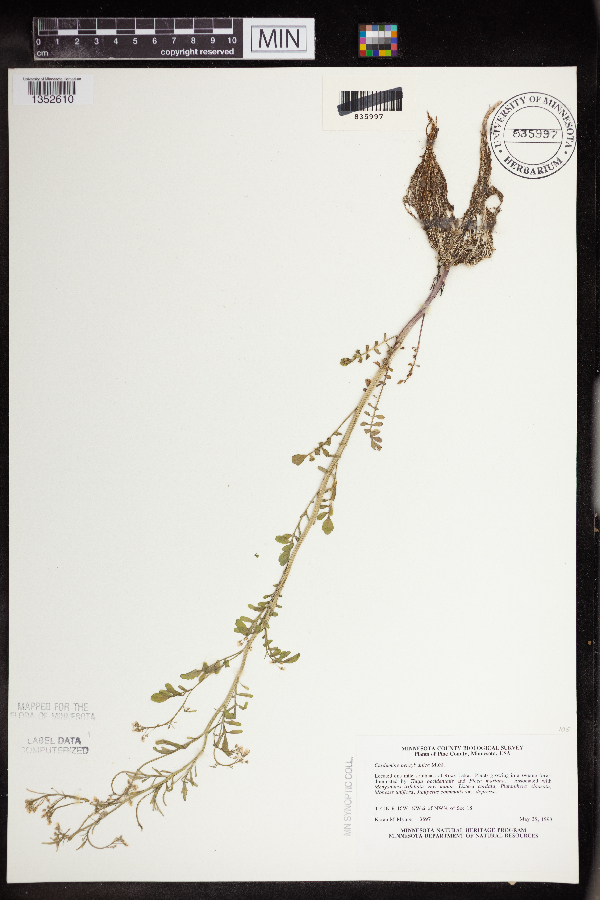 Cardamine pensylvanica image