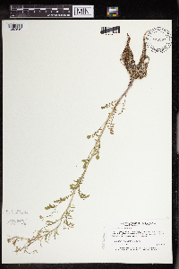 Cardamine pensylvanica image