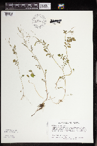Cardamine pensylvanica image