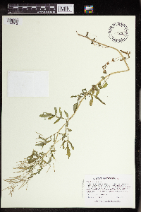 Cardamine pensylvanica image