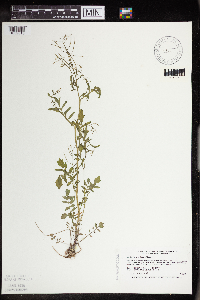 Cardamine pensylvanica image