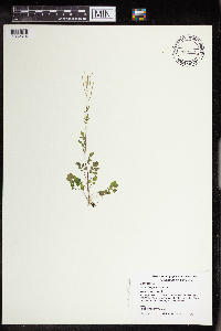 Cardamine pensylvanica image