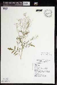 Cardamine pensylvanica image
