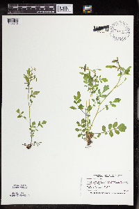 Cardamine pensylvanica image