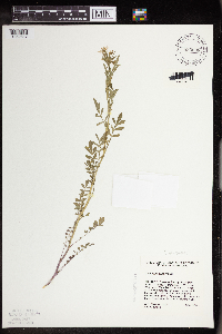 Cardamine pensylvanica image