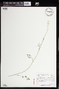Cardamine pratensis image