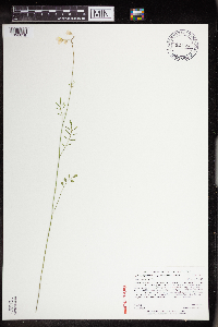 Cardamine pratensis image