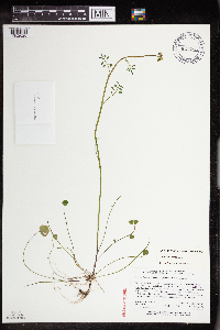 Cardamine pratensis image