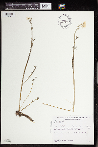 Cardamine pratensis image