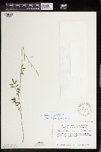 Cardamine pratensis image
