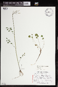 Cardamine pratensis image