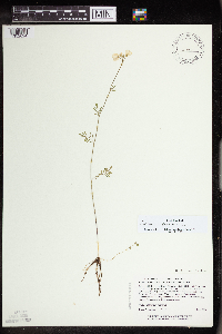 Cardamine pratensis image