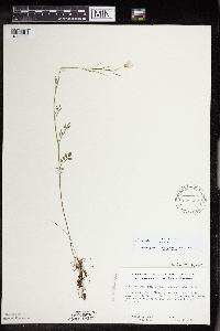 Cardamine pratensis image