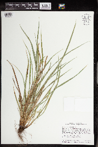 Carex saximontana image