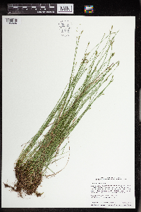 Carex leptalea image