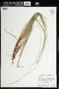 Carex canescens image