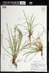 Carex pedunculata image