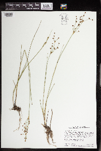 Juncus alpinoarticulatus image