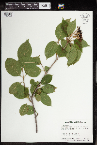 Viburnum lentago image