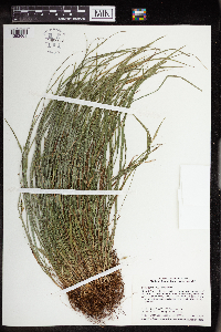 Carex saximontana image