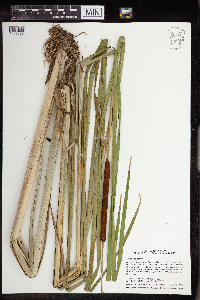 Typha angustifolia image